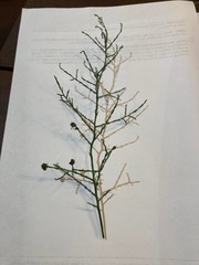 Maireana microphylla