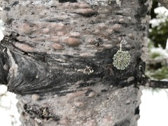 Parmeliopsis hyperopta