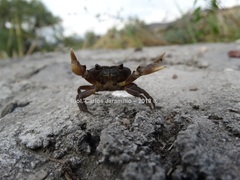 Pseudothelphusa dugesi