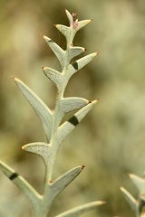 Daviesia pectinata