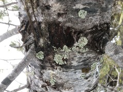 Parmeliopsis hyperopta