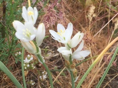 Ornithogalum concinnum