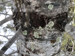 Parmeliopsis hyperopta