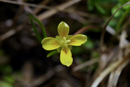Image of Leavenworthia texana by (c) Michelle W. （鍾偉瑋）, some rights reserved (CC BY)