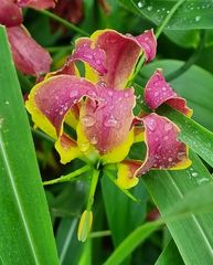 Gloriosa superba