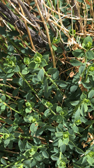 Euphorbia schizoloba
