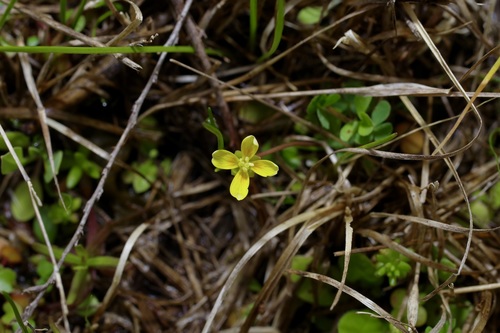 Image of Leavenworthia texana by (c) Michelle W. （鍾偉瑋）, some rights reserved (CC BY)