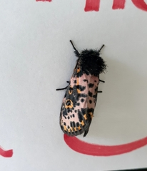 Xanthopastis regnatrix