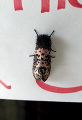 Xanthopastis regnatrix