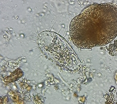 Euglypha