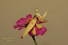 Hymenopus coronatus