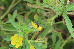 Caenaugochlora inermis