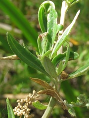 Chenopodium baccatum