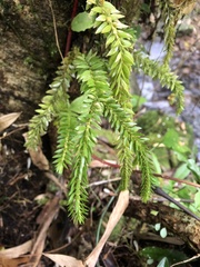 Phlegmariurus fordii