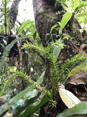 Phlegmariurus fordii