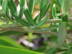 Chenopodium baccatum