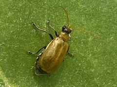Aulacophora coffeae