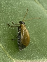 Aulacophora coffeae