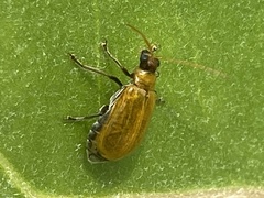 Aulacophora coffeae