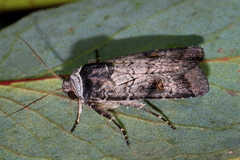 Proteuxoa restituta