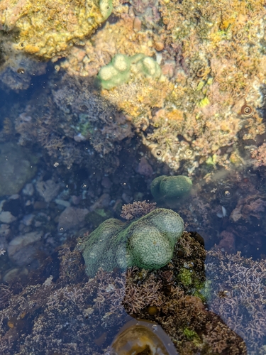 hump coral