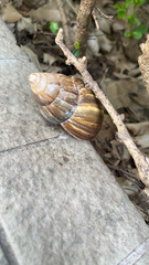 Lissachatina fulica