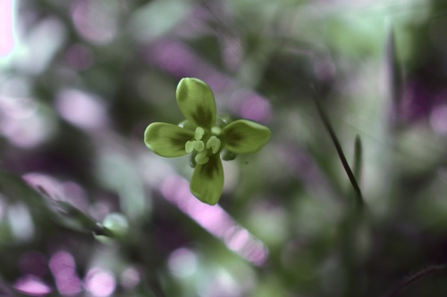 Image of Leavenworthia texana by (c) Michelle W. （鍾偉瑋）, some rights reserved (CC BY)