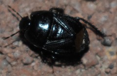 Cydninae