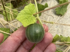 Trichosanthes scabra