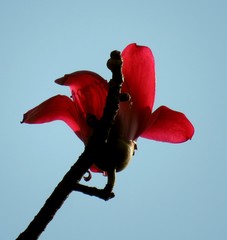 Bombax ceiba