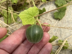 Trichosanthes scabra