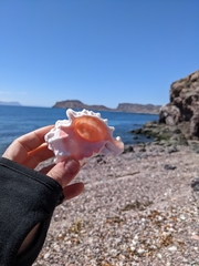 Phyllonotus erythrostomus