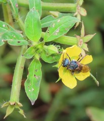 Caenaugochlora inermis