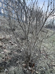 Hamamelis vernalis