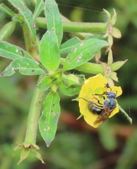 Caenaugochlora inermis