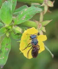 Caenaugochlora inermis