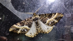 Harutalcis fumigata