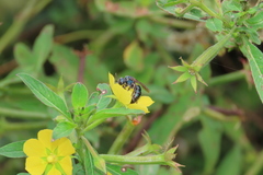 Caenaugochlora inermis