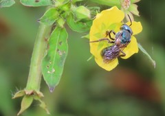 Caenaugochlora inermis