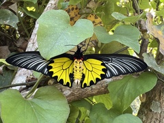 Troides aeacus formosanus