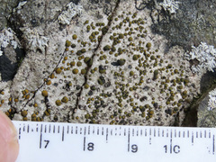 Caloplaca litoricola