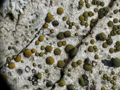 Caloplaca litoricola