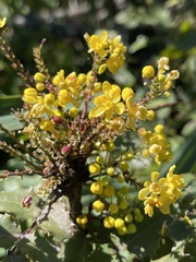 Berberis pinnata pinnata