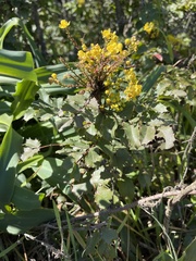 Berberis pinnata pinnata