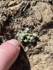 Psilocarphus tenellus