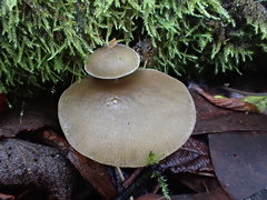 Simocybe phlebophora