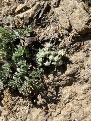 Psilocarphus tenellus