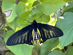 Troides aeacus formosanus