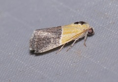 Ponometia clausula