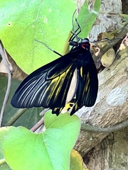 Troides aeacus formosanus